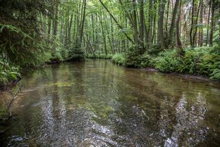 Fichtenaufwuchs in der Aue des Rheinsberger Rhins.