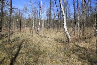 Birkenmoorwald im Dagowseebruch.