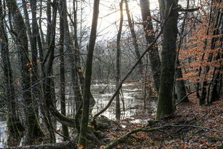 Hochwasser im FFH-Gebiet Hainholz