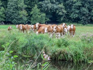 In der Dömnitzaue weiden die Rinder.