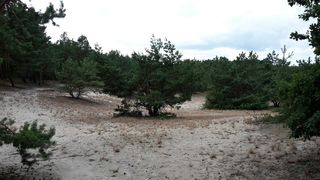 "Sandschelle" bei Oderin - ein trockener Lebensraum