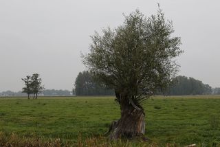 Am Ufer des Pulstroms stehen noch malerische alte Weiden