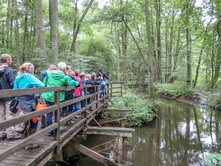 Die Stepenitz im FFH-Gebiet Hainholz ist sehr naturnah.