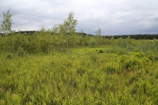 Moorwald entwickelt sich auf den Moorflächen im Hellsee.